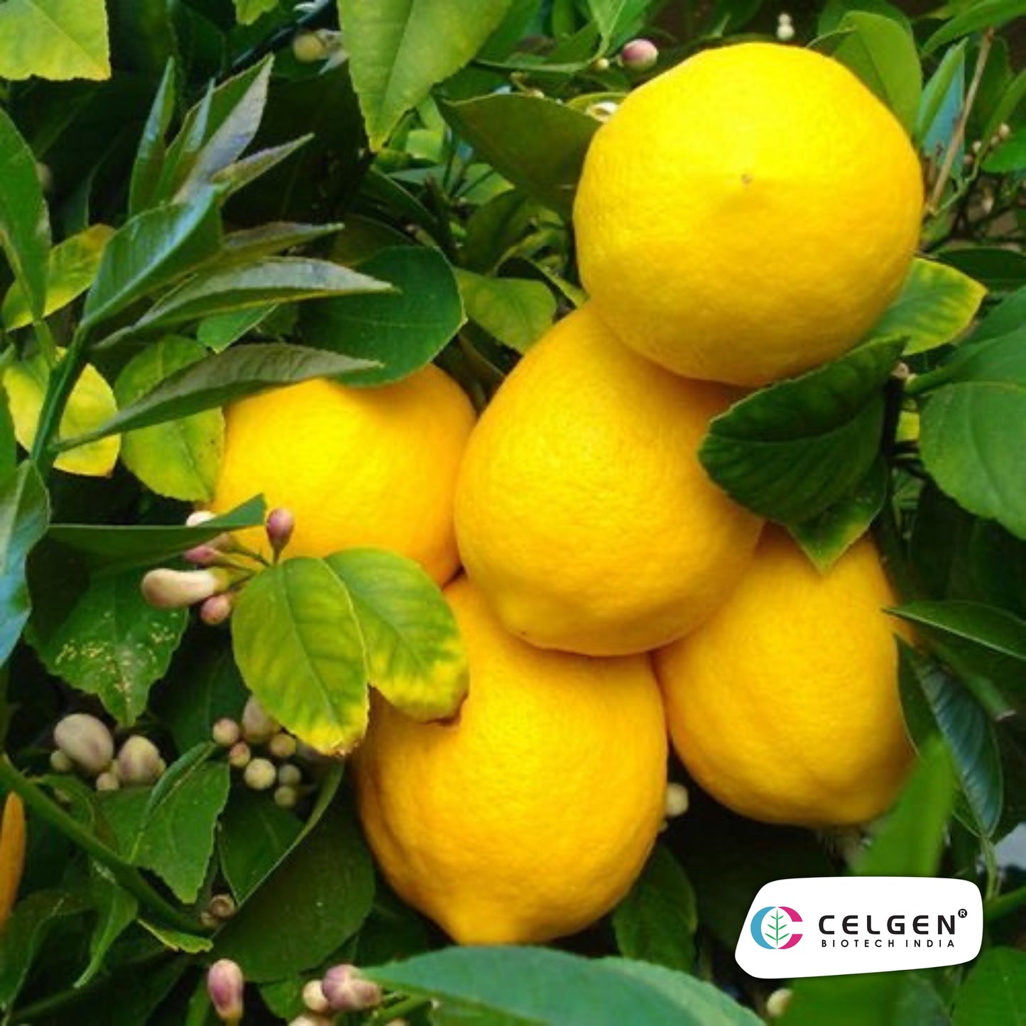 Genoa Lemon Plant | High Yield Italian Lemon | CELGEN