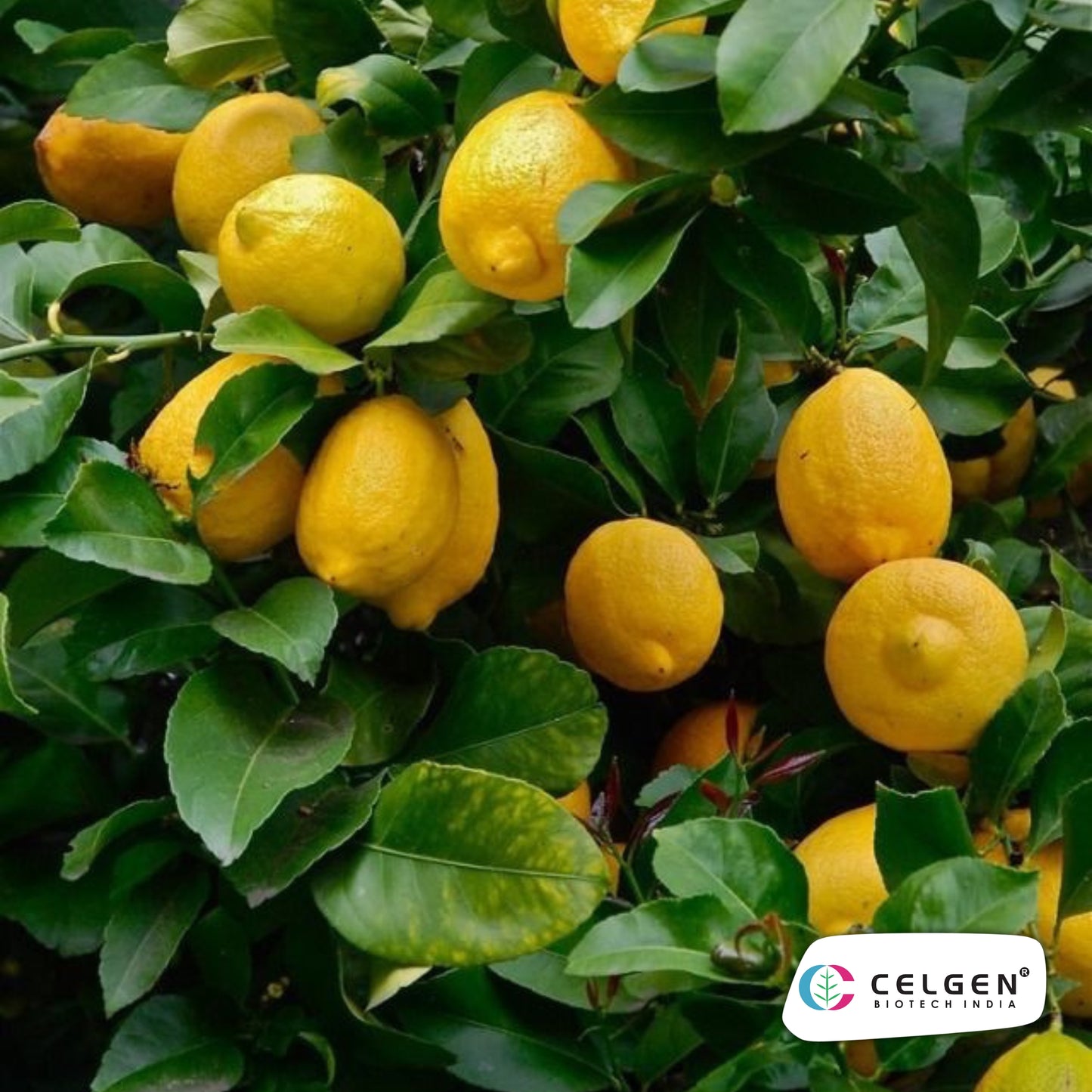 Genoa Lemon Plant | High Yield Italian Lemon | CELGEN