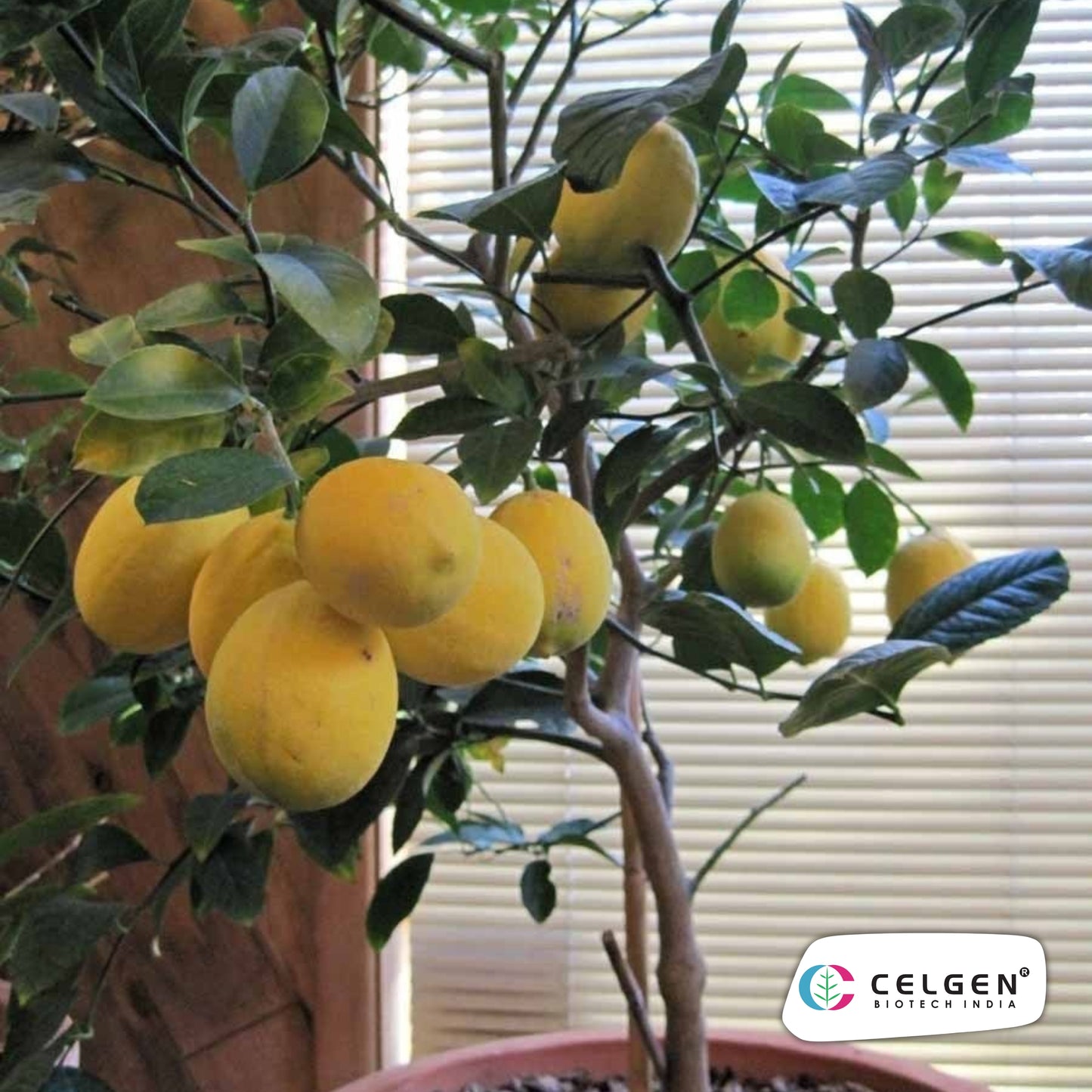 Genoa Lemon Plant | High Yield Italian Lemon | CELGEN