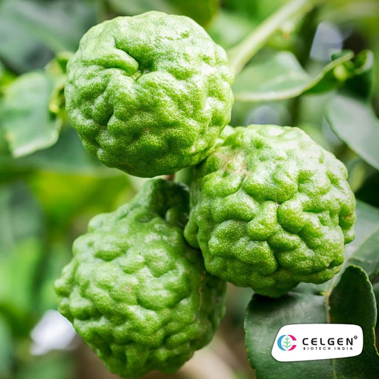 Kaffir Lime Plant (Citrus hystrix) | Aromatic Culinary Lime | CELGEN