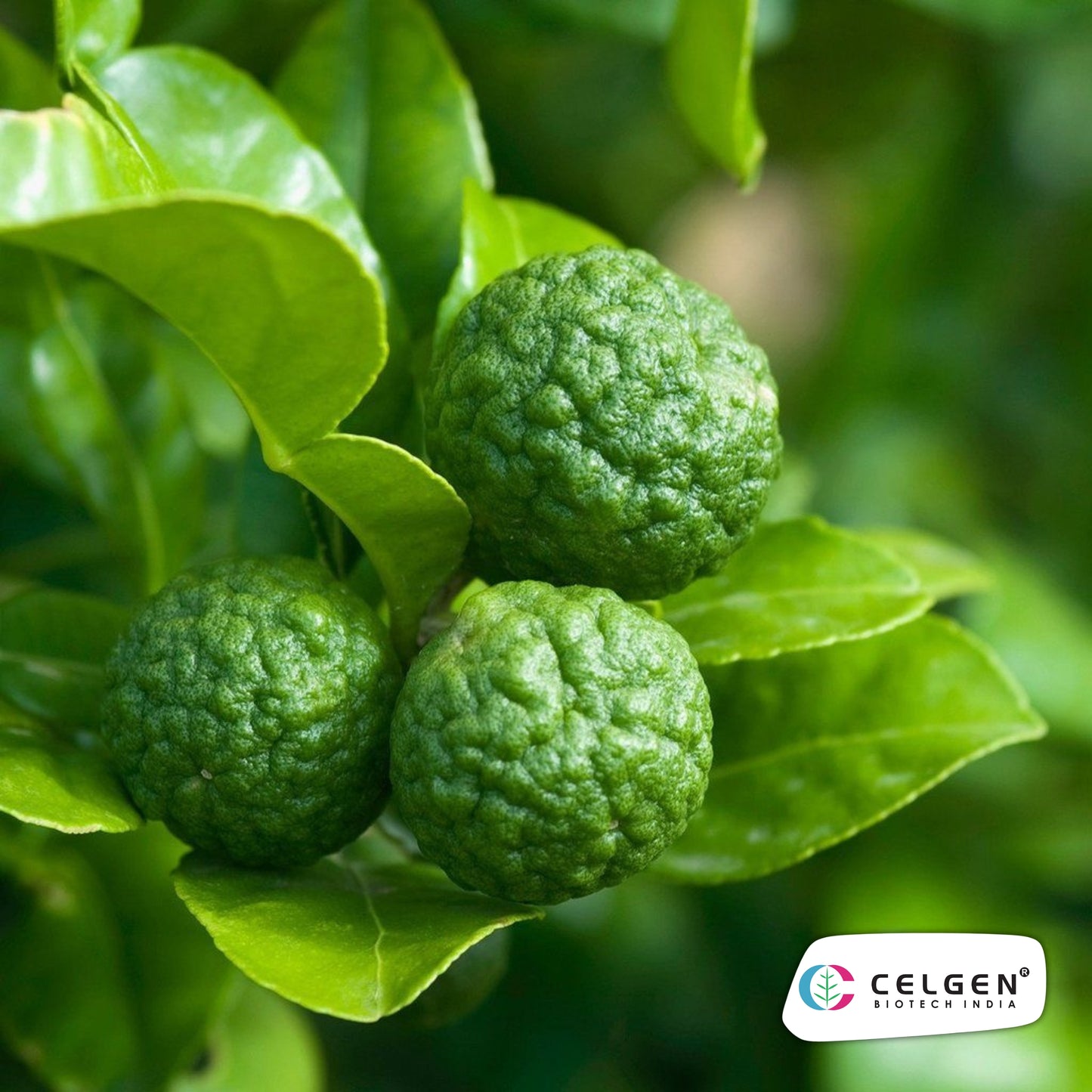 Kaffir Lime Plant (Citrus hystrix) | Aromatic Culinary Lime | CELGEN