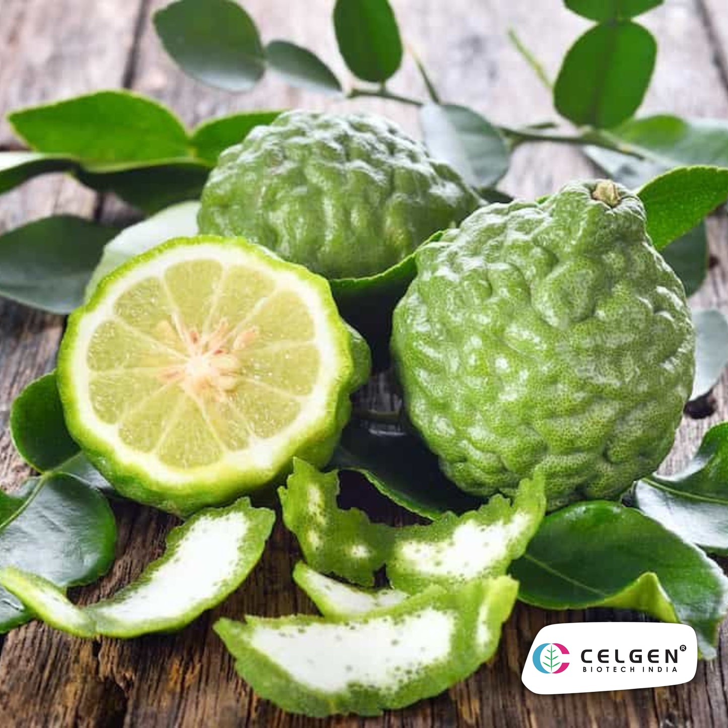 Kaffir Lime Plant (Citrus hystrix) | Aromatic Culinary Lime | CELGEN