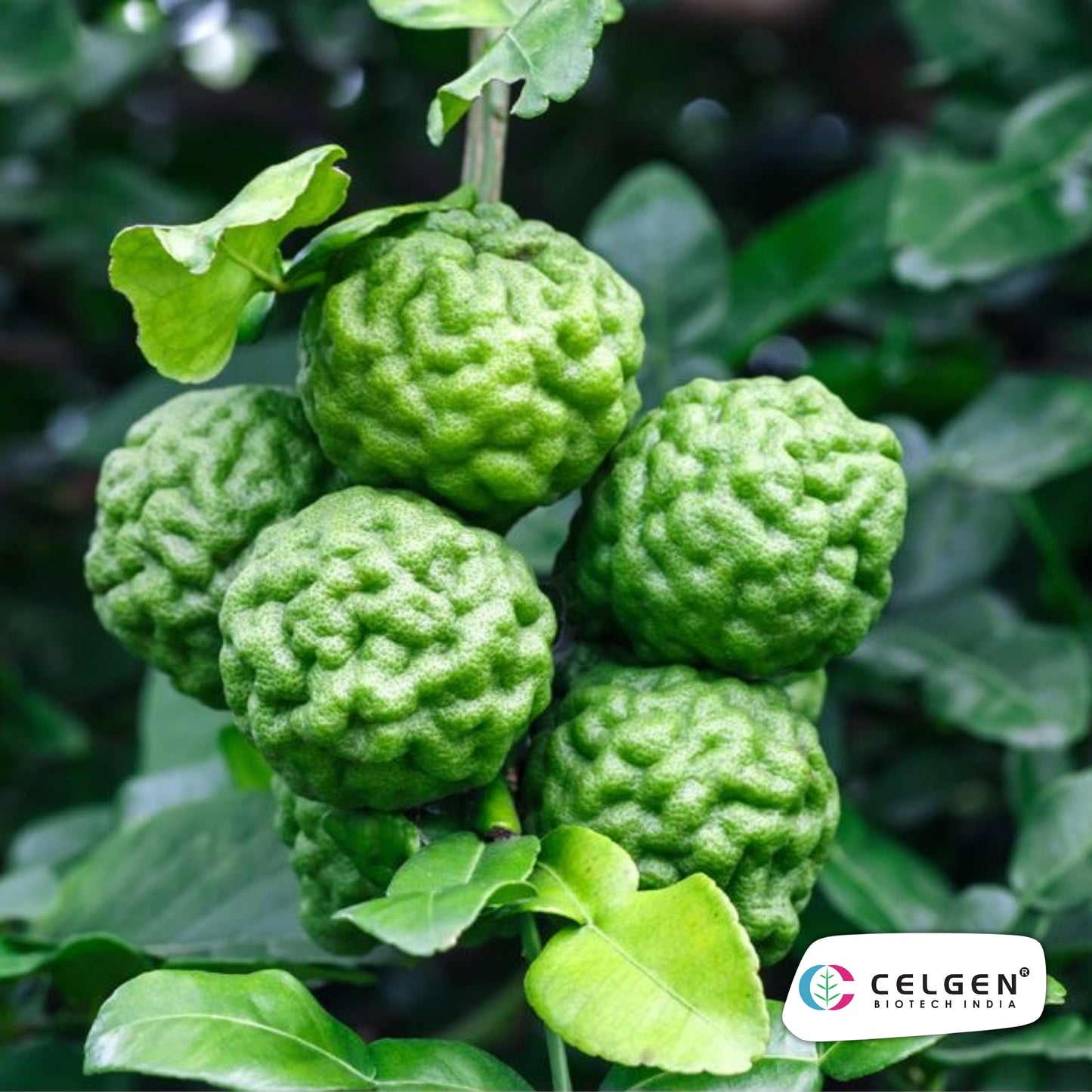 Kaffir Lime Plant (Citrus hystrix) | Aromatic Culinary Lime | CELGEN