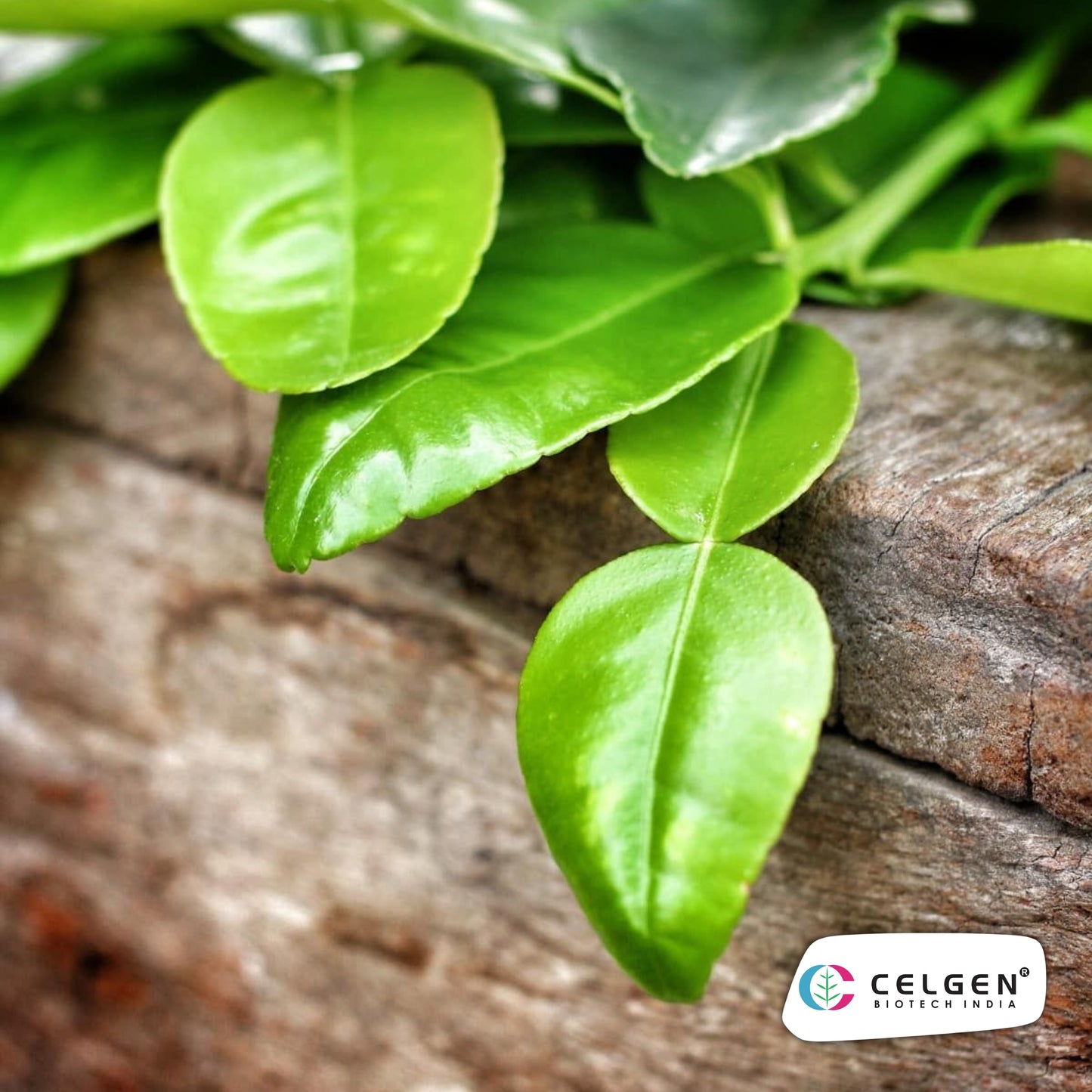 Kaffir Lime Plant (Citrus hystrix) | Aromatic Culinary Lime | CELGEN