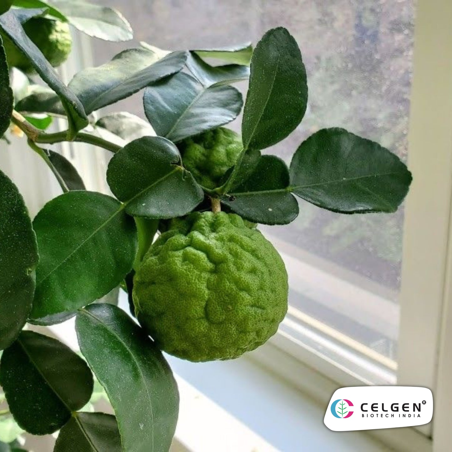 Kaffir Lime Plant (Citrus hystrix) | Aromatic Culinary Lime | CELGEN