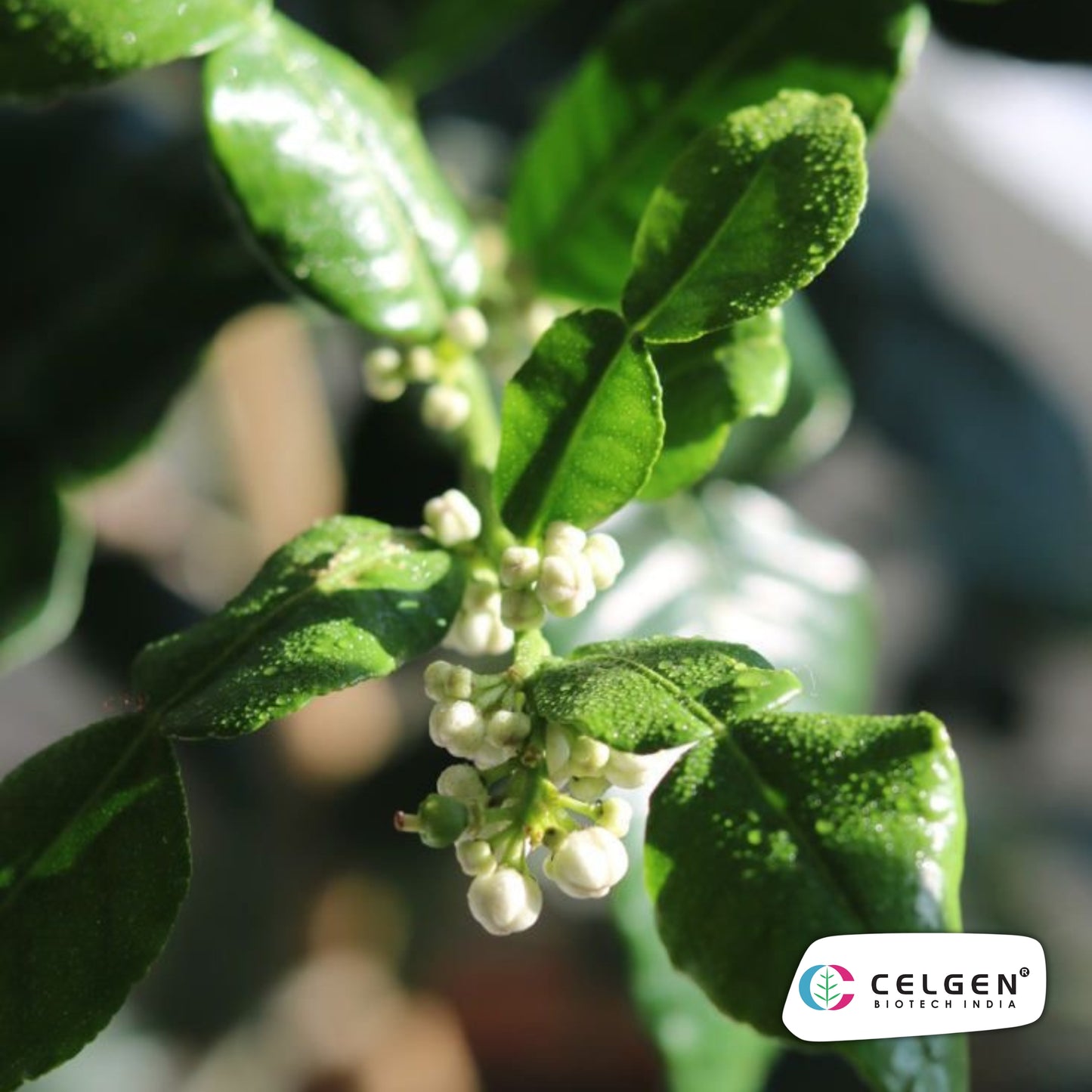 Kaffir Lime Plant (Citrus hystrix) | Aromatic Culinary Lime | CELGEN