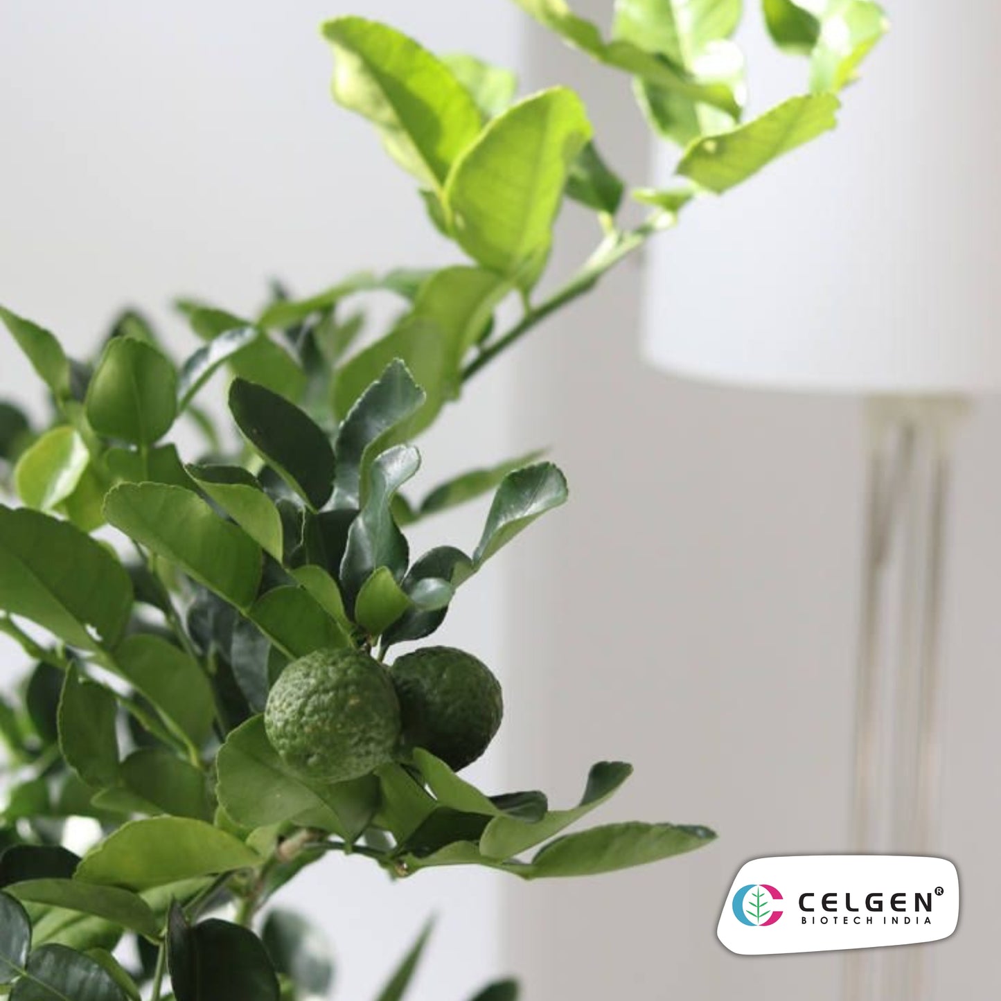Kaffir Lime Plant (Citrus hystrix) | Aromatic Culinary Lime | CELGEN
