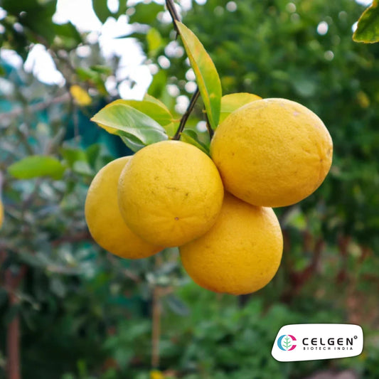 New Zealand Lemonade Plant | Sweet Lemon Hybrid | CELGEN