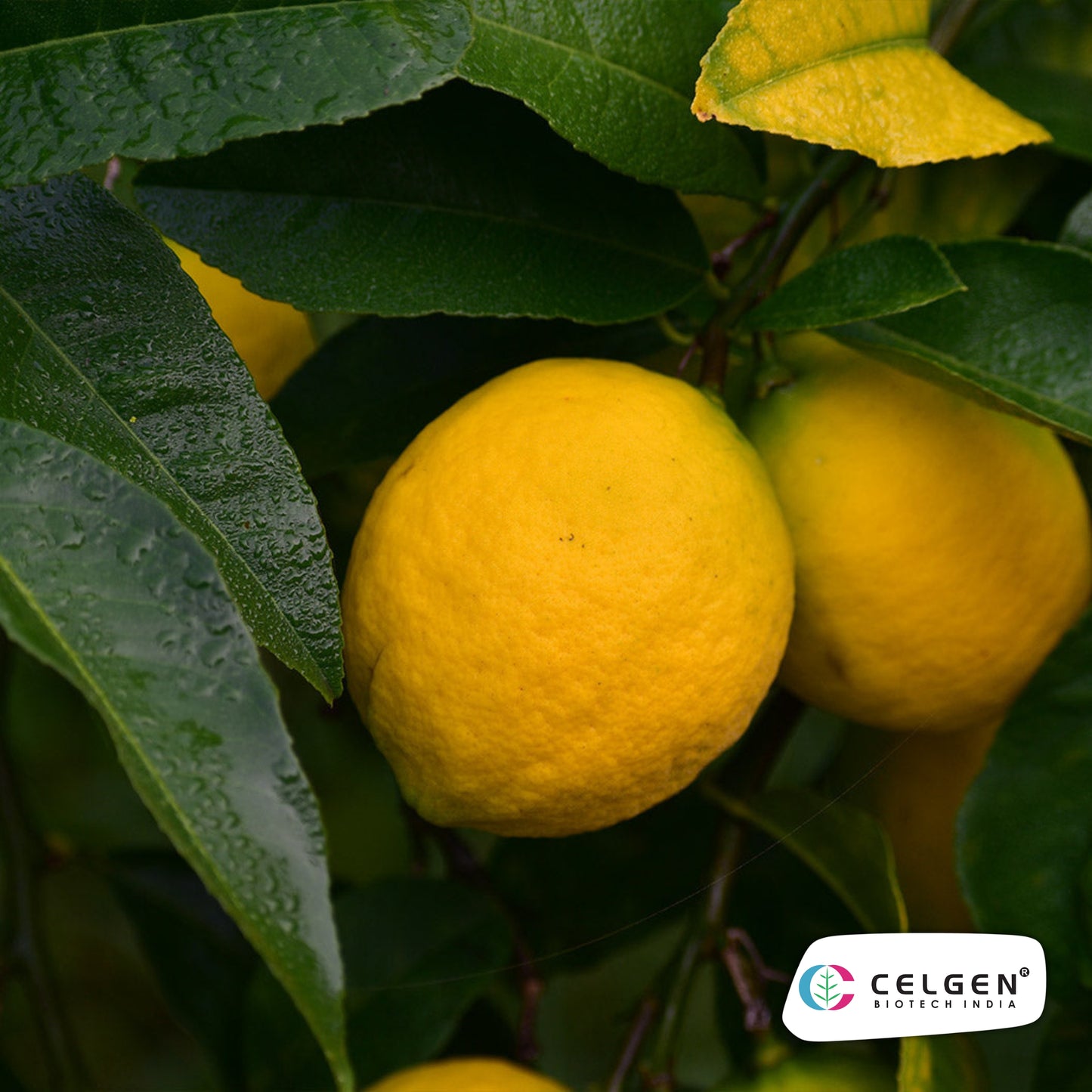 New Zealand Lemonade Plant | Sweet Lemon Hybrid | CELGEN