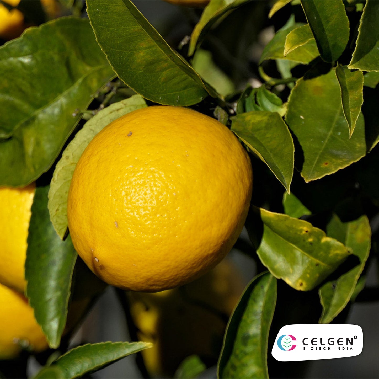 New Zealand Lemonade Plant | Sweet Lemon Hybrid | CELGEN