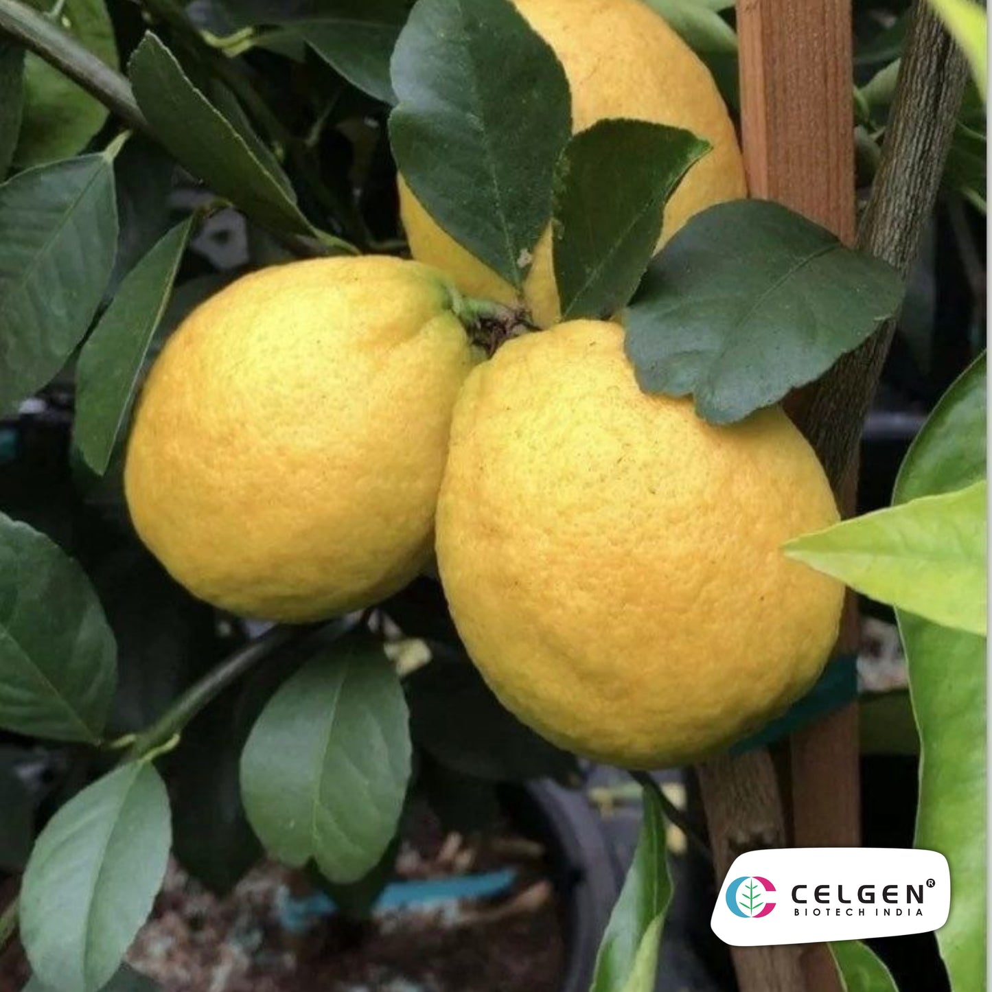 New Zealand Lemonade Plant | Sweet Lemon Hybrid | CELGEN