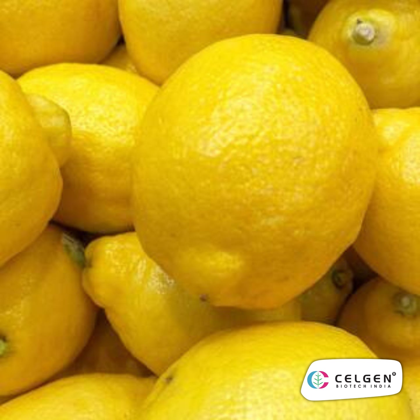 New Zealand Lemonade Plant | Sweet Lemon Hybrid | CELGEN