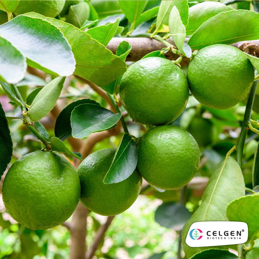 Persian (Tahitian) Lime Plant | Seedless Lime Variety | CELGEN