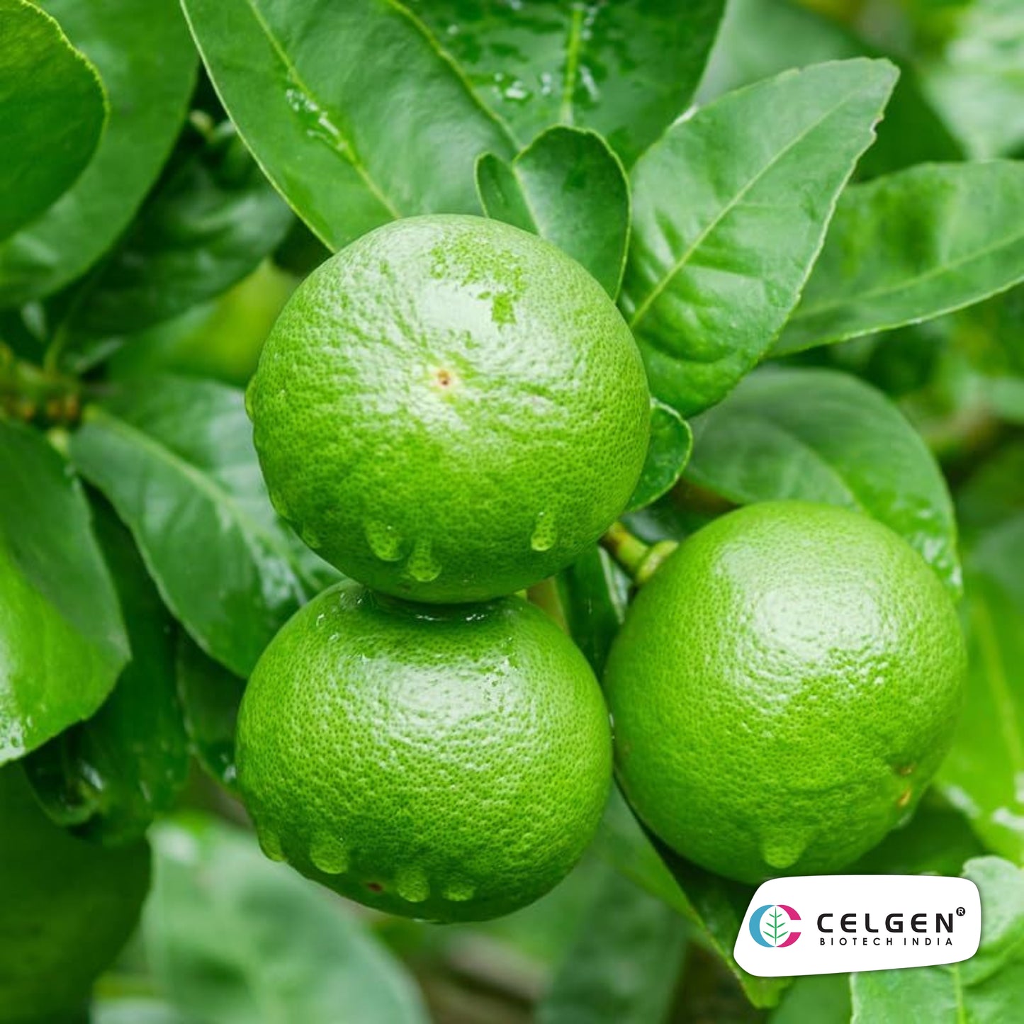 Persian (Tahitian) Lime Plant | Seedless Lime Variety | CELGEN