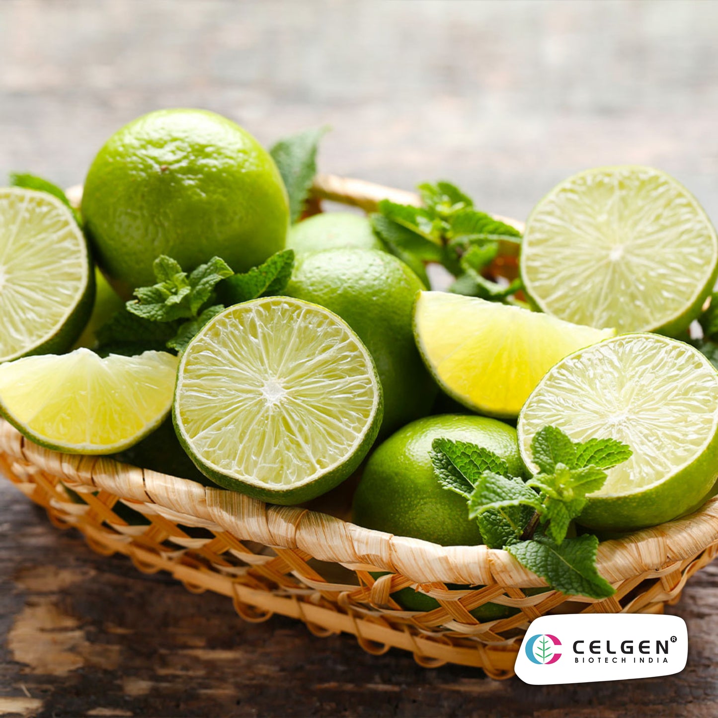 Persian (Tahitian) Lime Plant | Seedless Lime Variety | CELGEN