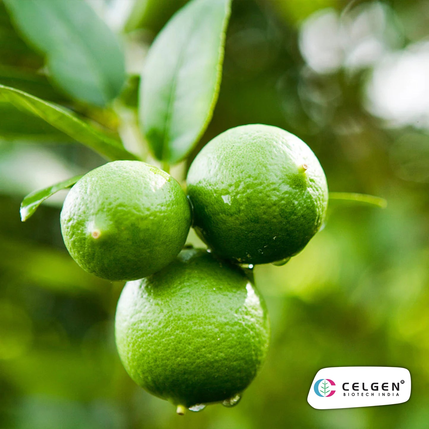 Persian (Tahitian) Lime Plant | Seedless Lime Variety | CELGEN