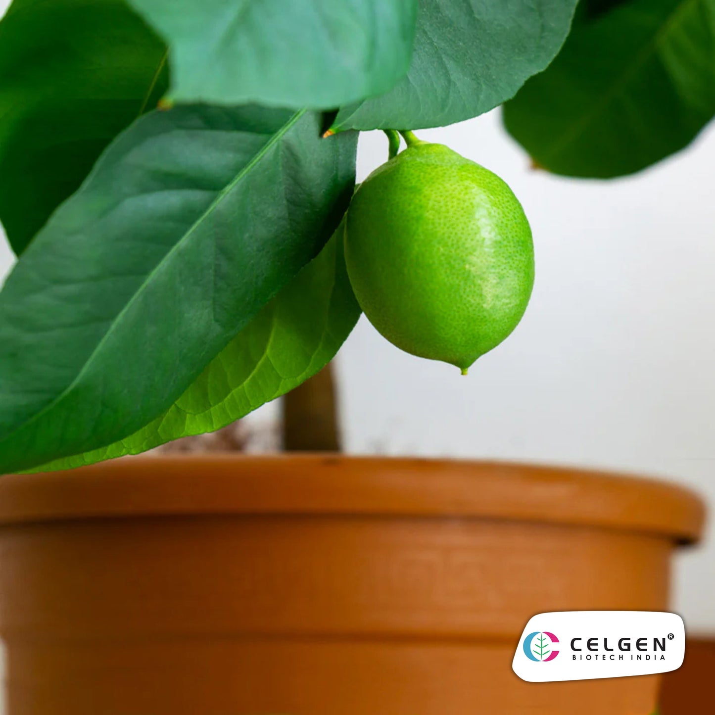 Persian (Tahitian) Lime Plant | Seedless Lime Variety | CELGEN