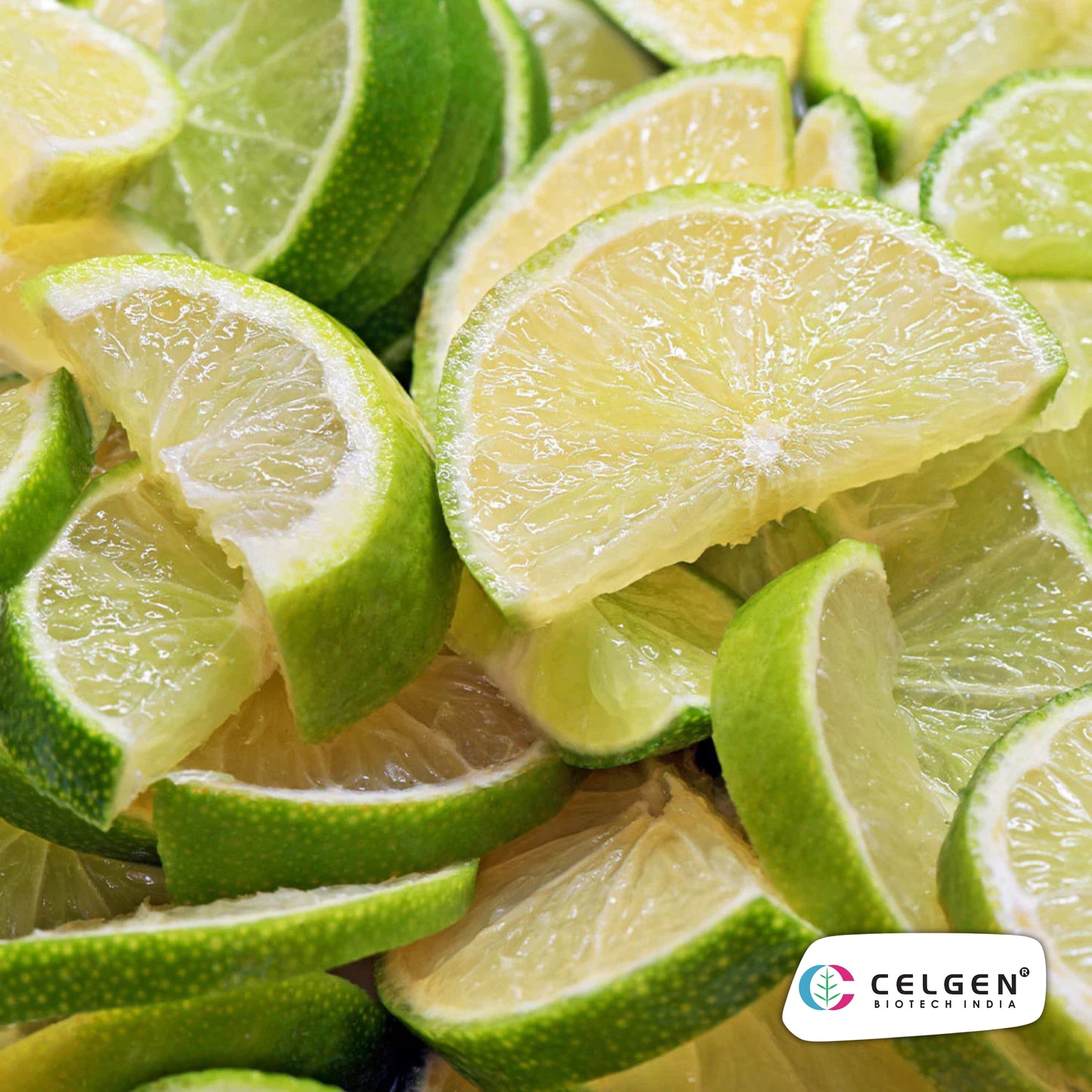 Persian (Tahitian) Lime Plant | Seedless Lime Variety | CELGEN