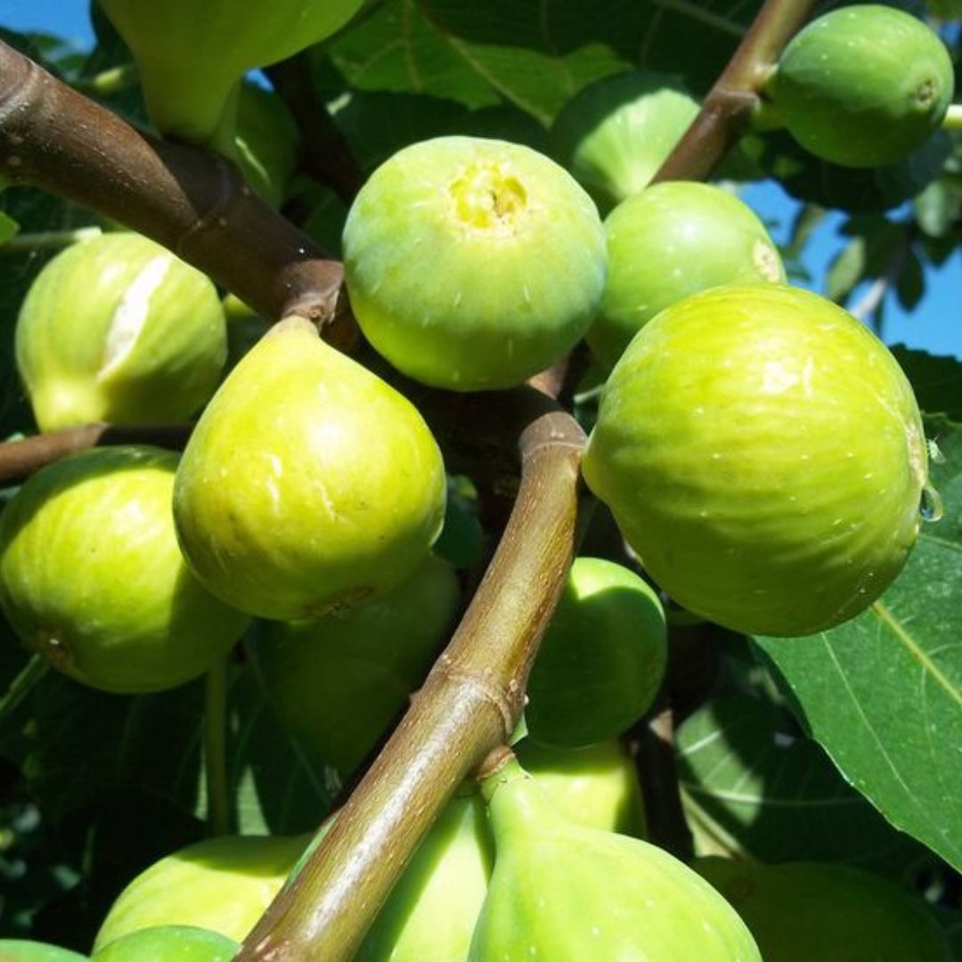 Shop Peters Honey Fig Tissue Culture Plants 