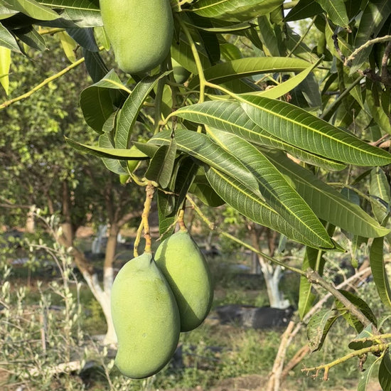 Mango Amrapali  Grafted Plants"Mangifera indica"