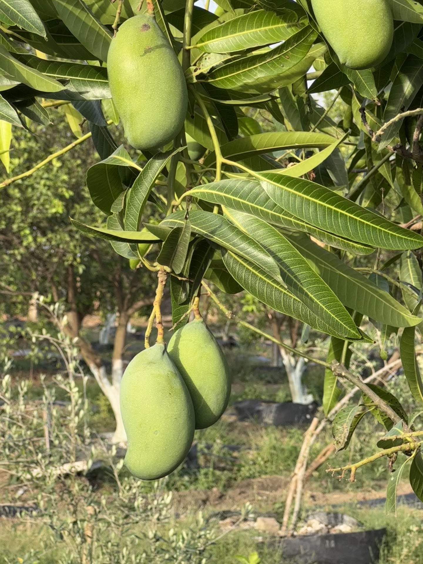 Mango Amrapali  Grafted Plants"Mangifera indica"