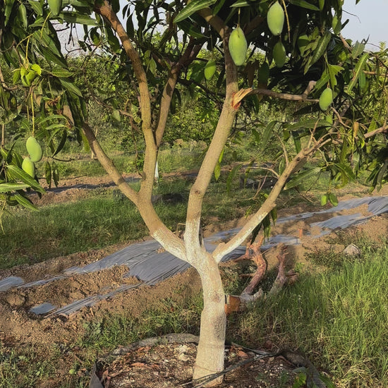 Mango Amrapali  Grafted Plants"Mangifera indica"