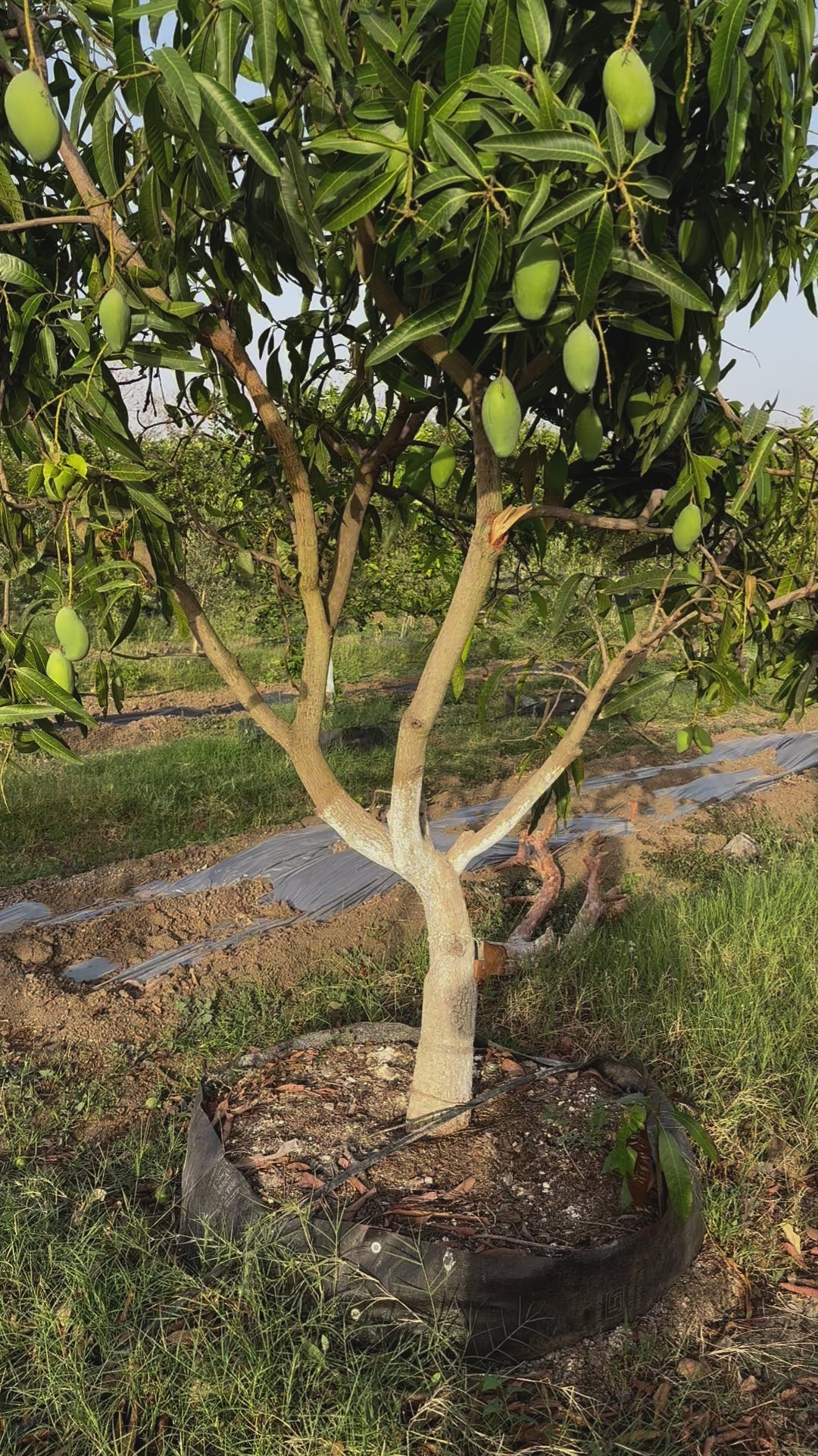 Mango Amrapali  Grafted Plants"Mangifera indica"