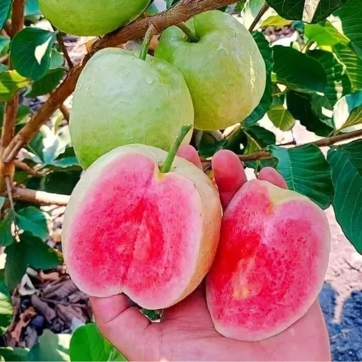 Guava Red Diamond Plant (Grafted on  Tissue Culture Rootstock) "Psidium Guajava"