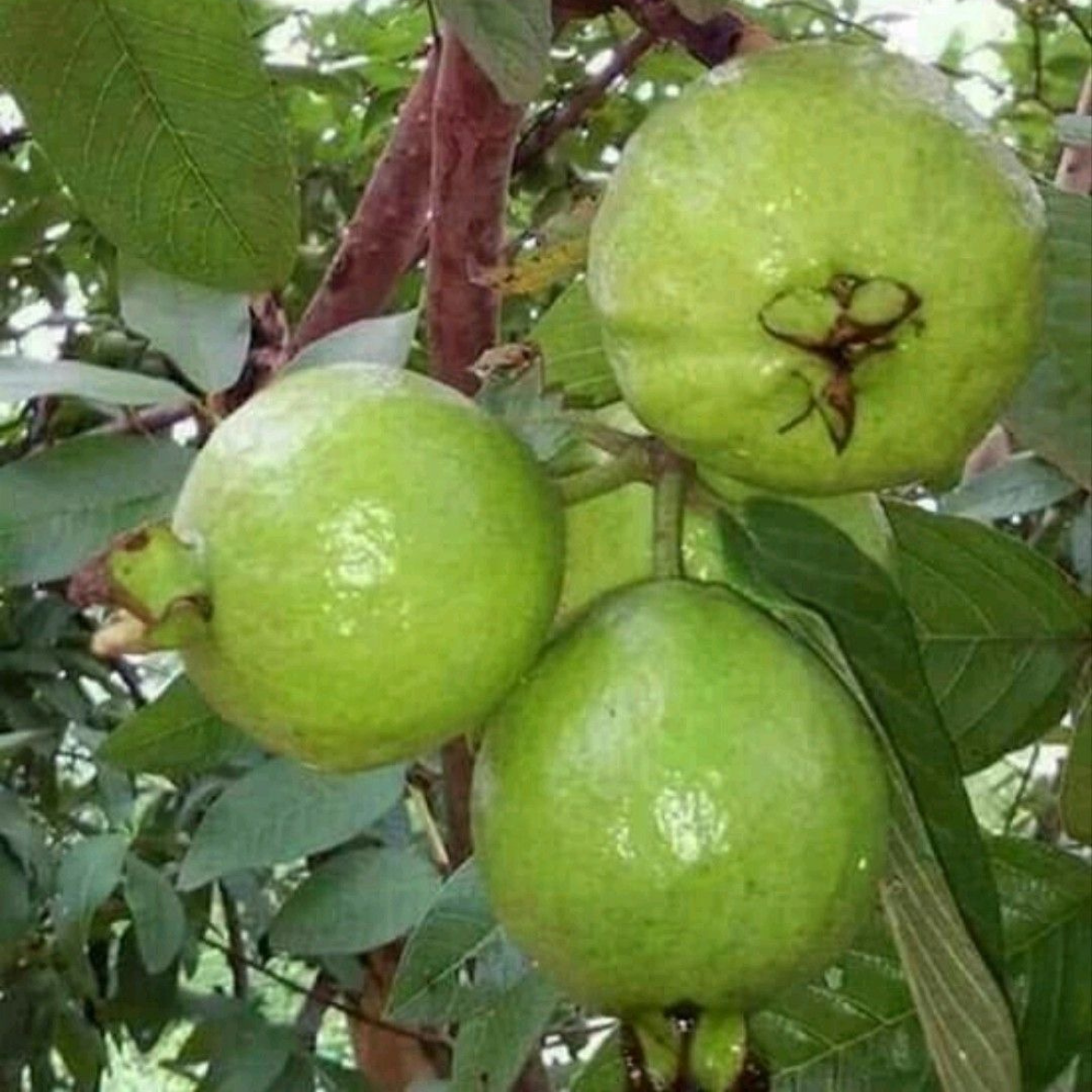 Guava Red Diamond Plant (Grafted on  Tissue Culture Rootstock) "Psidium Guajava"