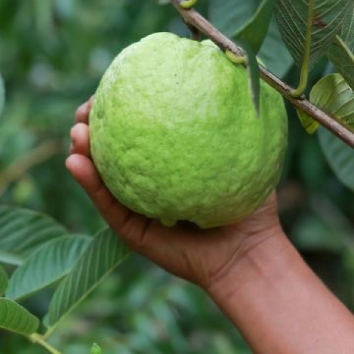 Guava Red Diamond Plant (Grafted on  Tissue Culture Rootstock) "Psidium Guajava"