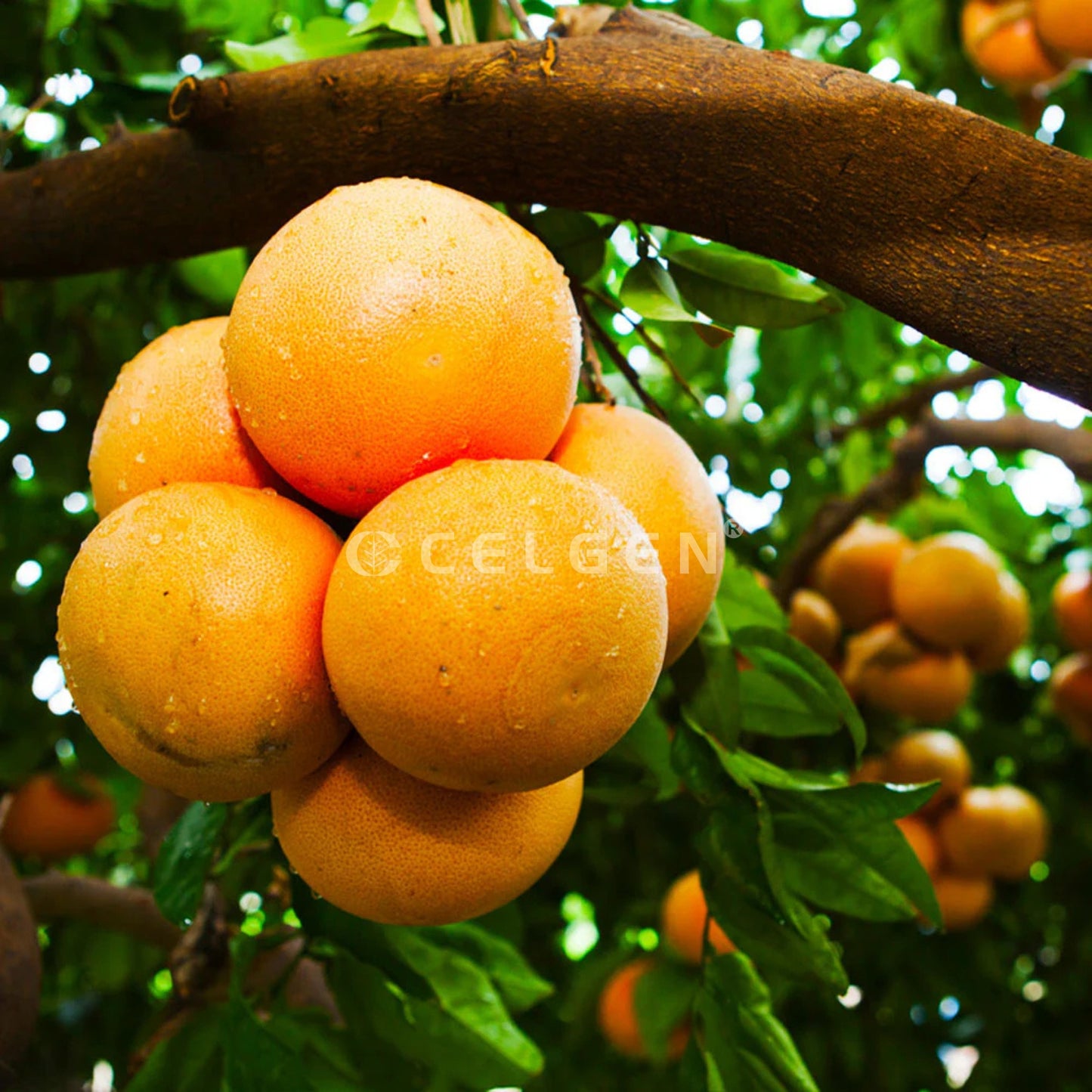 Rio Red Grapefruit Tree – Citrus × paradisi ‘Rio Red’