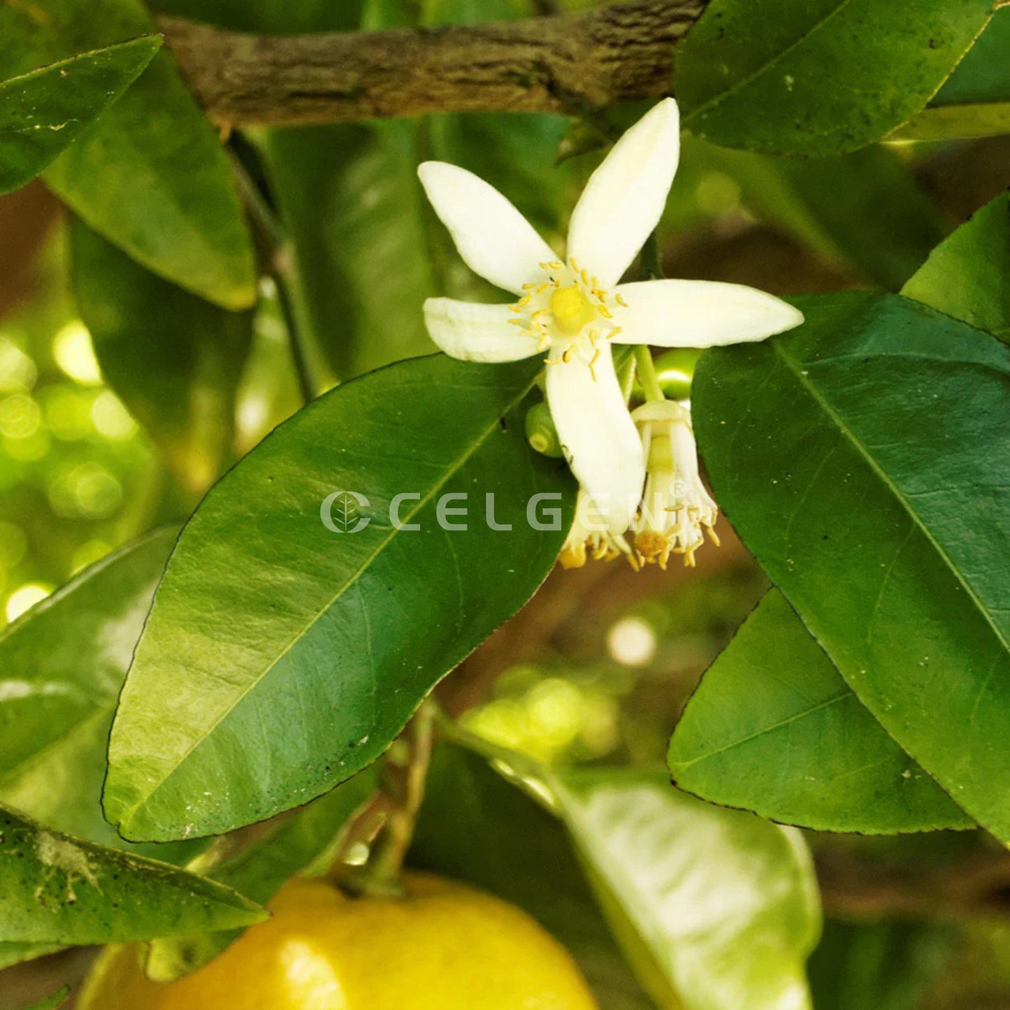 Rio Red Grapefruit Tree – Citrus × paradisi ‘Rio Red’
