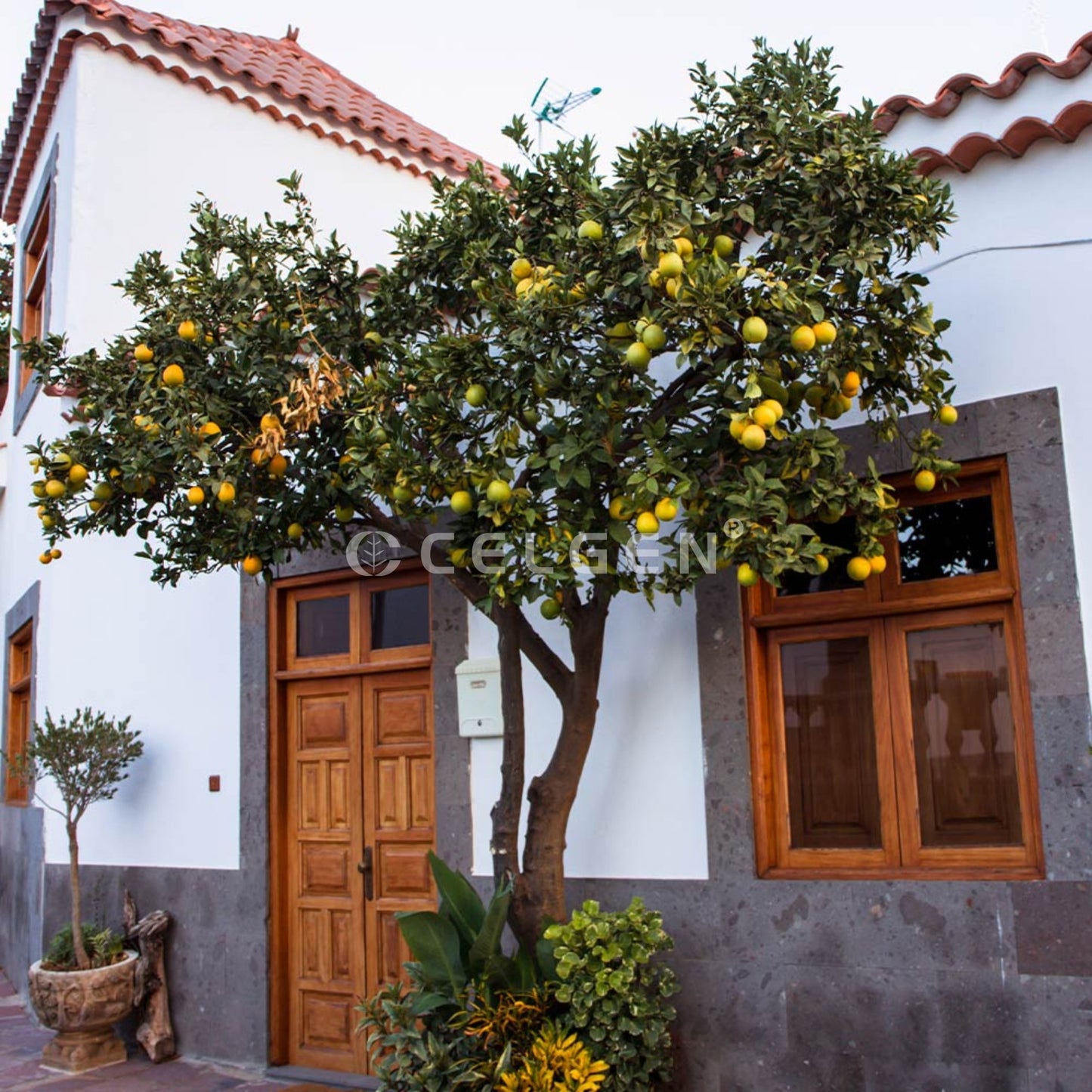 Rio Red Grapefruit Tree – Citrus × paradisi ‘Rio Red’