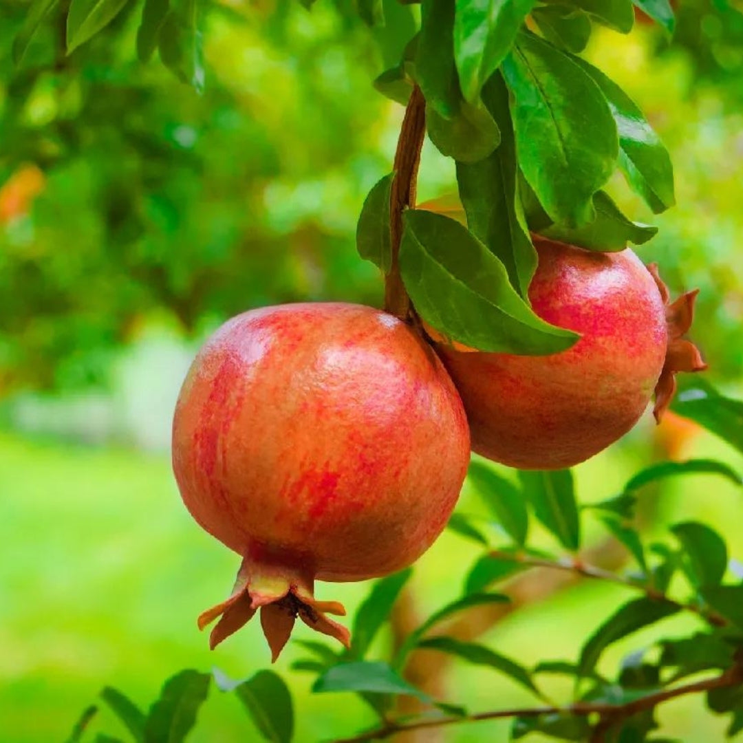 Russian Red Pomegranate Tissue Culture Plants"Punica Granatum"