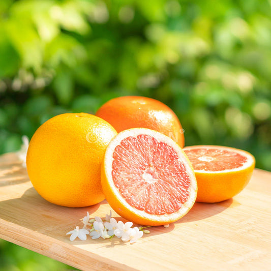 Ruby Red Grapefruit Tree – Citrus × paradisi ‘Ruby Red’