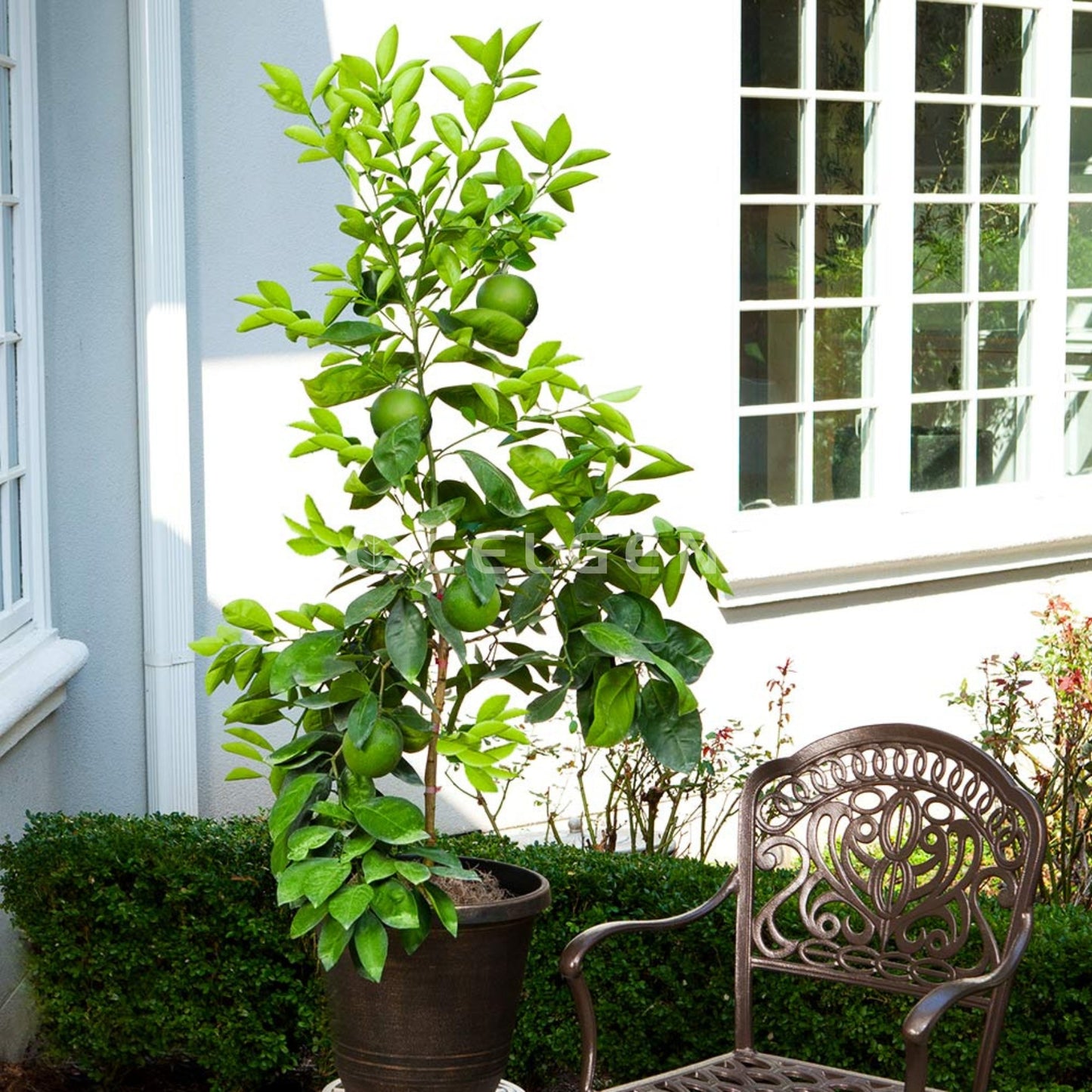 Ruby Red Grapefruit Tree – Citrus × paradisi ‘Ruby Red’
