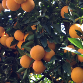 Turkey Valencia Orange Tree "Citrus Sinensis"