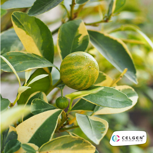 Variegated Pink Lemon Plant | Ornamental Citrus Variety | CELGEN