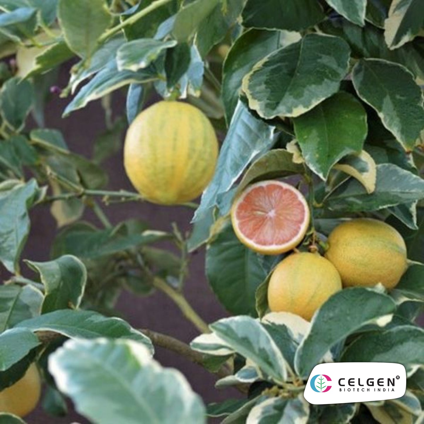 Variegated Pink Lemon Plant | Ornamental Citrus Variety | CELGEN