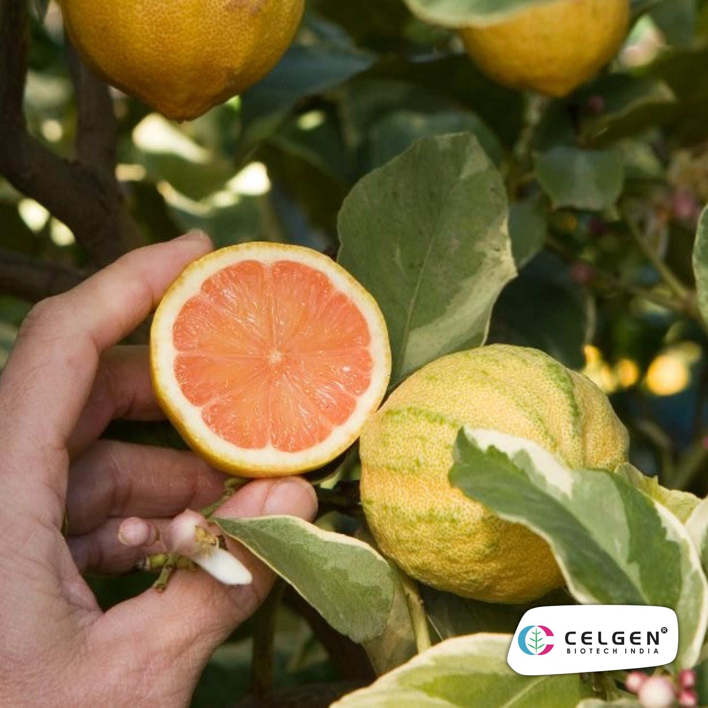 Variegated Pink Lemon Plant | Ornamental Citrus Variety | CELGEN