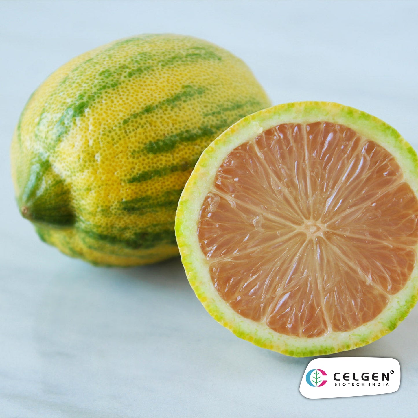 Variegated Pink Lemon Plant | Ornamental Citrus Variety | CELGEN
