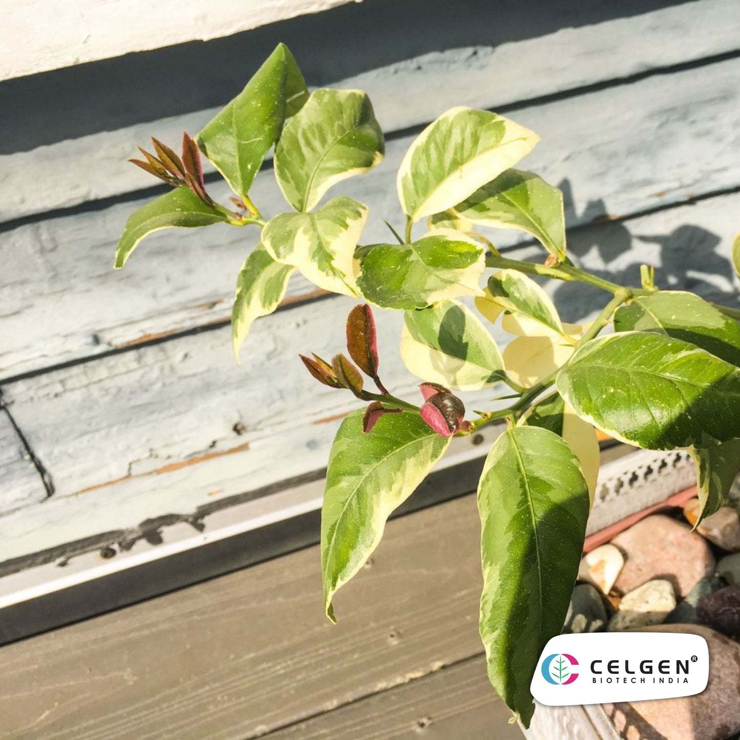Variegated Pink Lemon Plant | Ornamental Citrus Variety | CELGEN