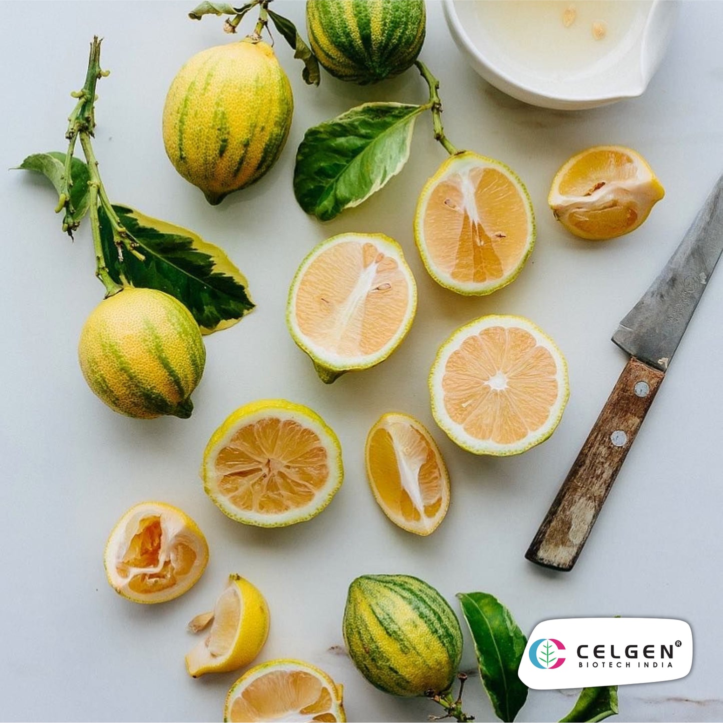 Variegated Pink Lemon Plant | Ornamental Citrus Variety | CELGEN