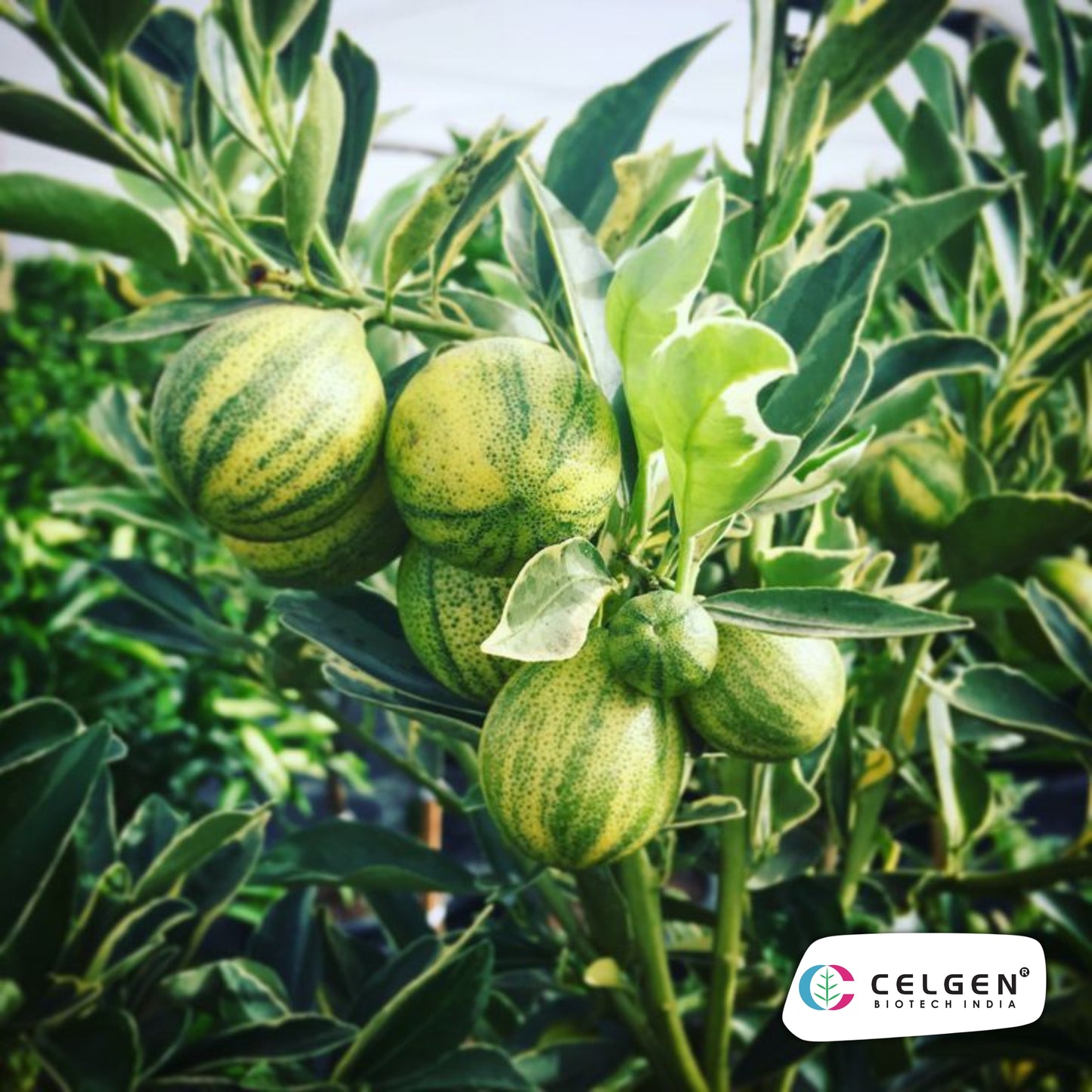 Variegated Pink Lemon Plant | Ornamental Citrus Variety | CELGEN
